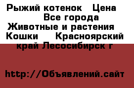 Рыжий котенок › Цена ­ 1 - Все города Животные и растения » Кошки   . Красноярский край,Лесосибирск г.
